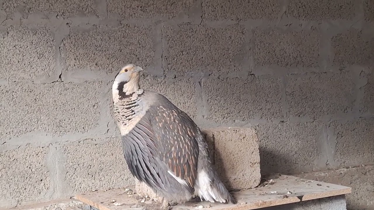 Мурги хилол