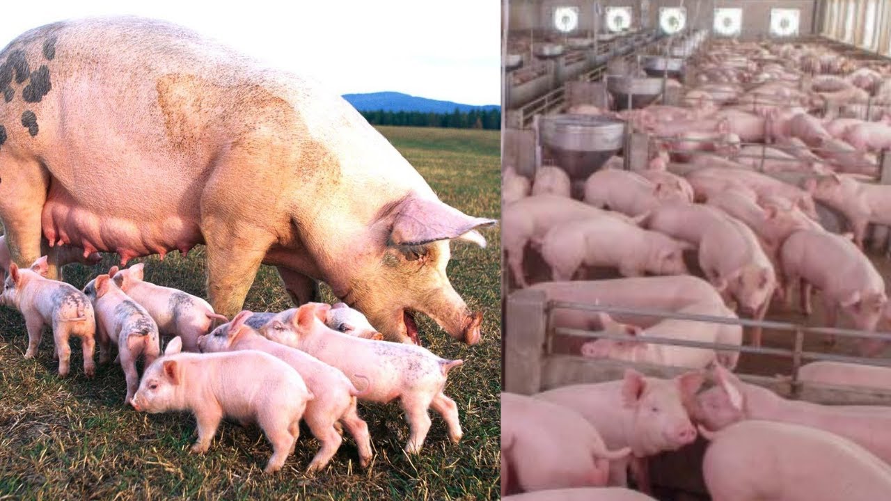 Young Millionaire Making Money From Pig Farming| BOB's Success Story| Profitable Pig Farming.