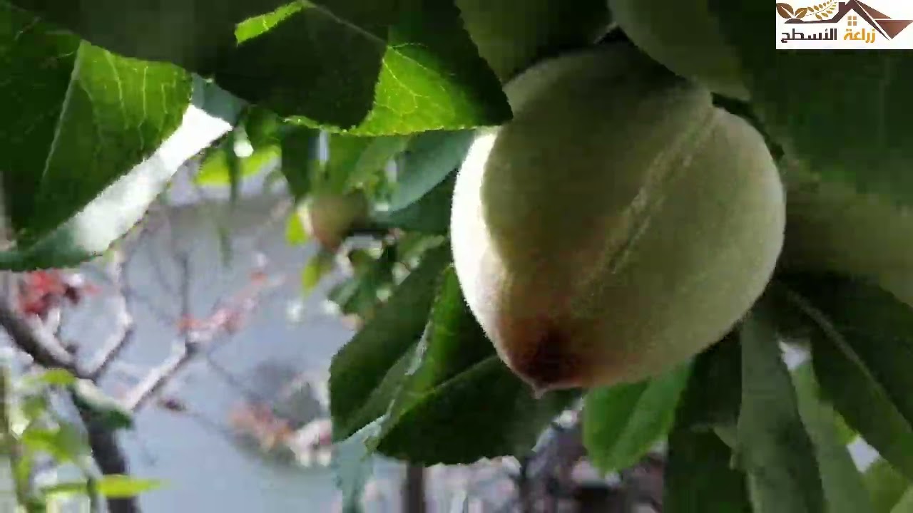 شجرة الخوخ من سطح المنزل رائعة