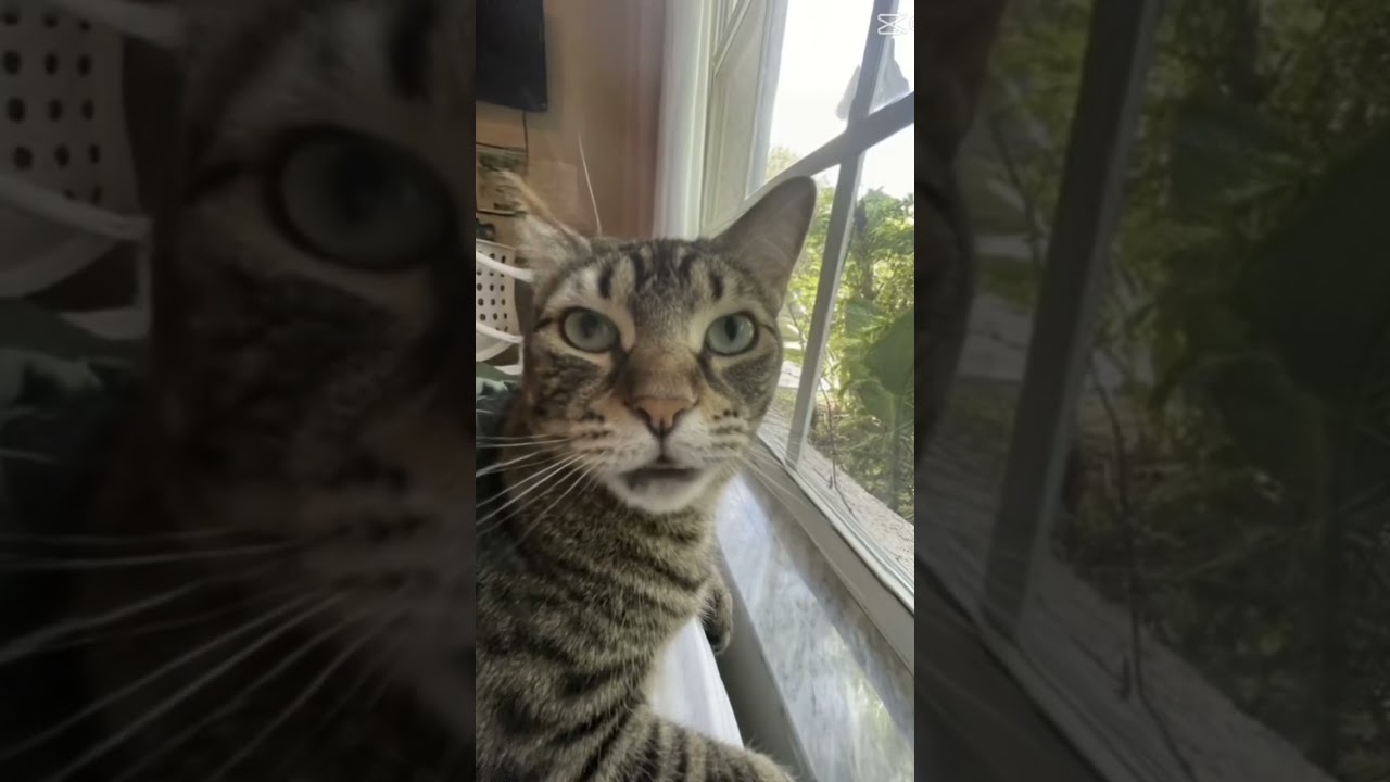 I just want to be petted. #catlovers,#catcommunity