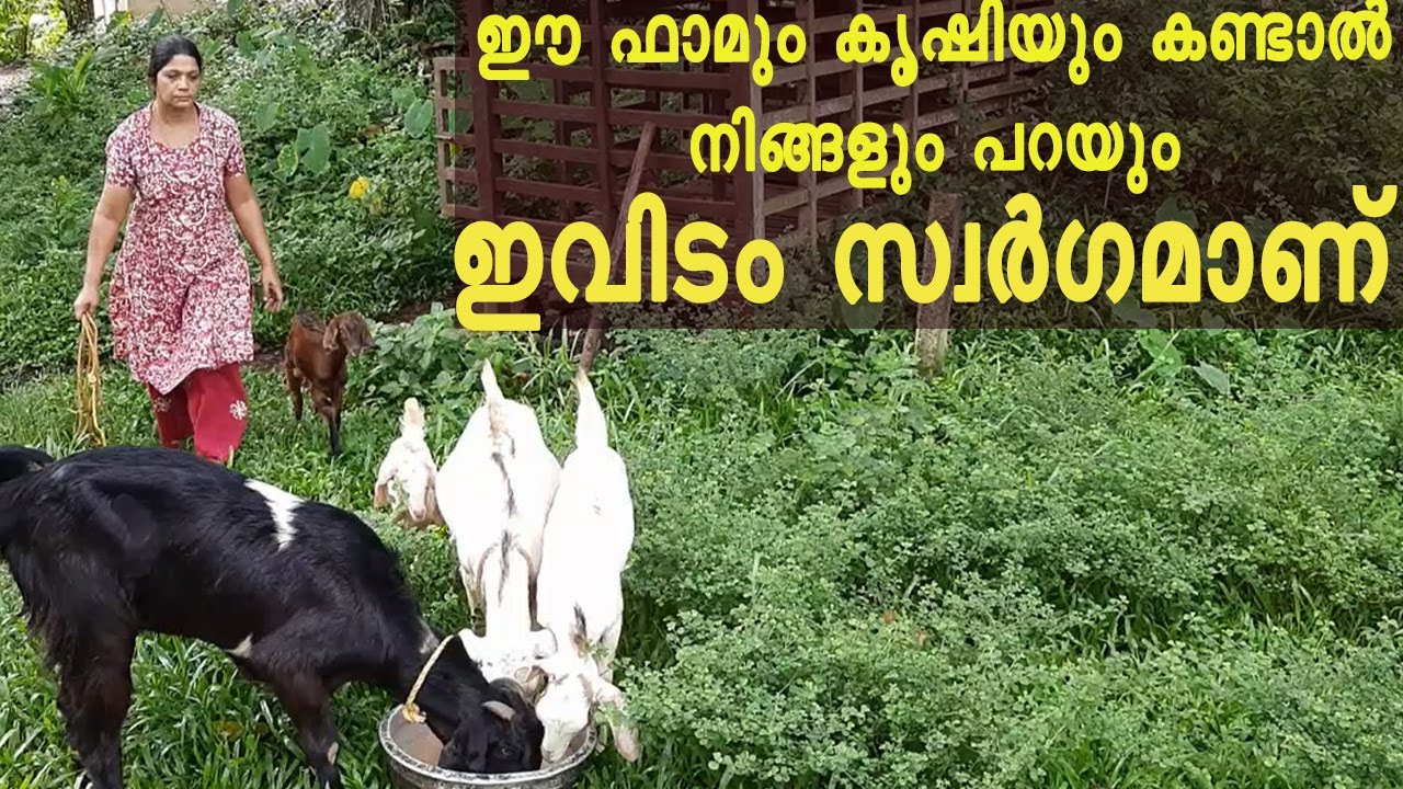 ഇതൊക്കെ കാണുമ്പോളാണ് കൃഷി ചെയുന്നവർ അനുഭവിക്കുന്ന സന്തോഷം തിരിച്ചറിയുന്നത് | farming ideas