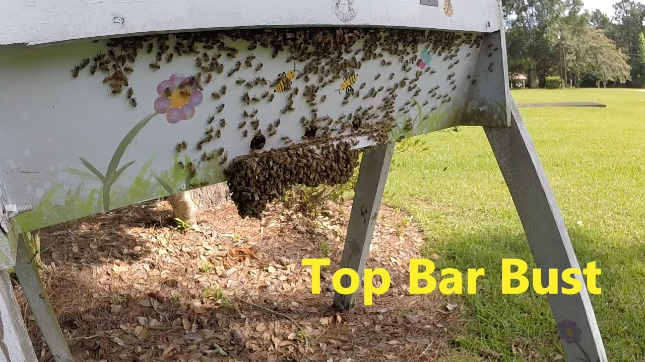 Top Bar Hive Inspection and Difficulty
