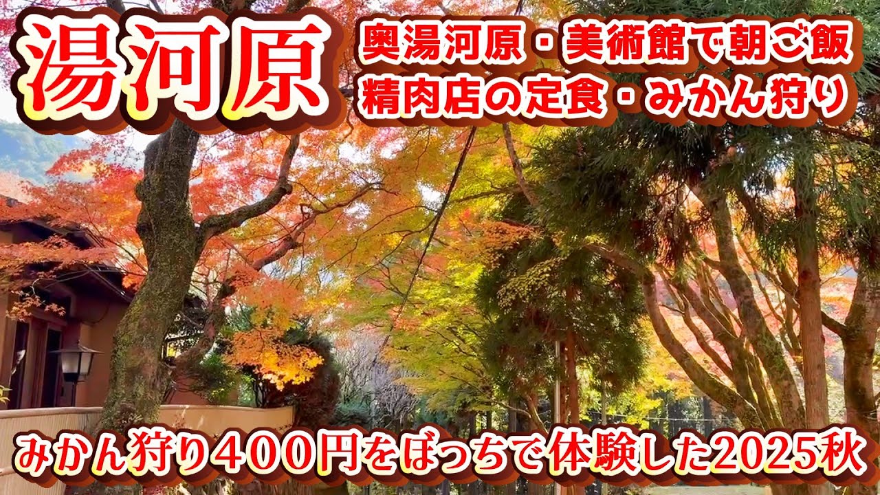 【神奈川県/湯河原】奥湯河原は駅からわずか5.5km。紅葉狩り楽しめた。けど、みかん狩り(400円)で人数を何度も確認されたボッチには甘酸っぱい思い出になりました。
