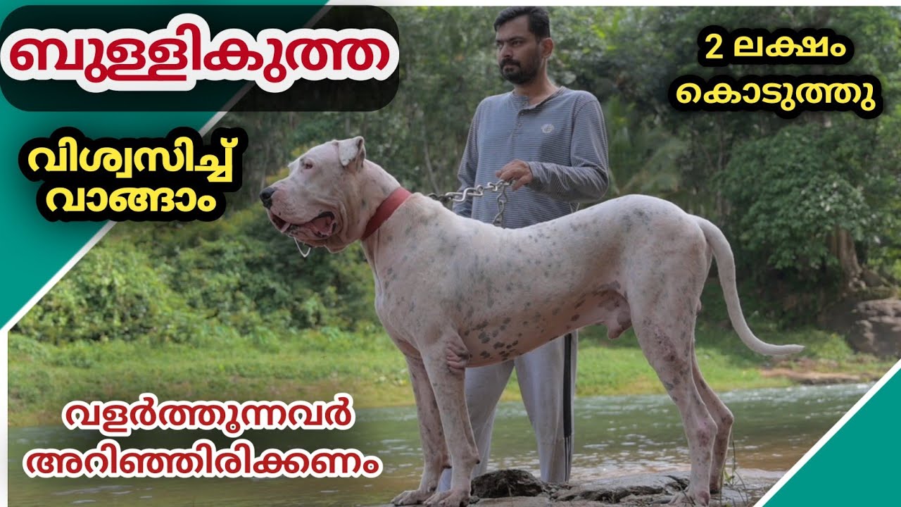 ഗ്യാരറ്റിയുള്ള ബ്രീഡ് BULLY KUTTA/ എന്തിന് വളർത്തണം?