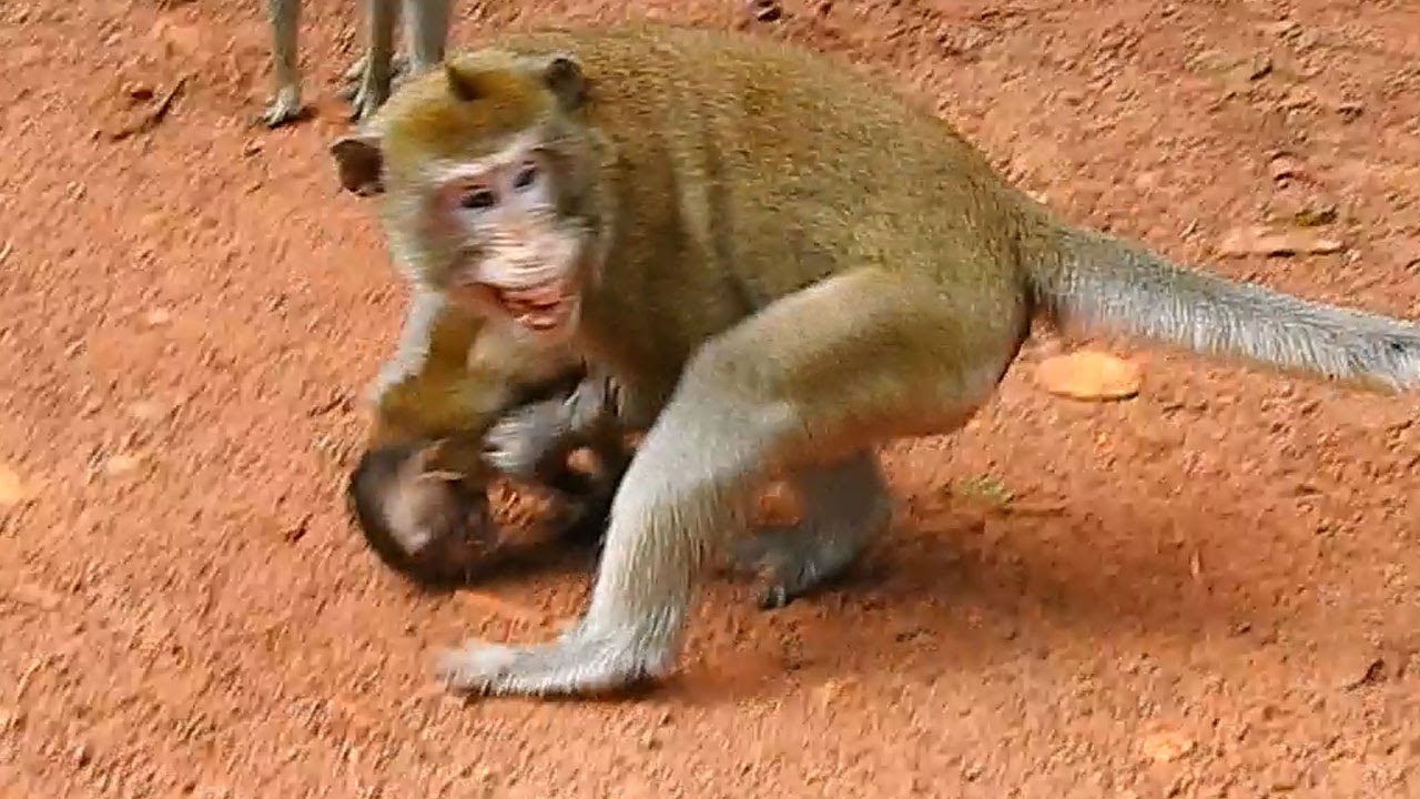 Horrible bite! Baby Roland got terrible bite by Lucila& Polang so s-eriously hurt till s-eizure cry