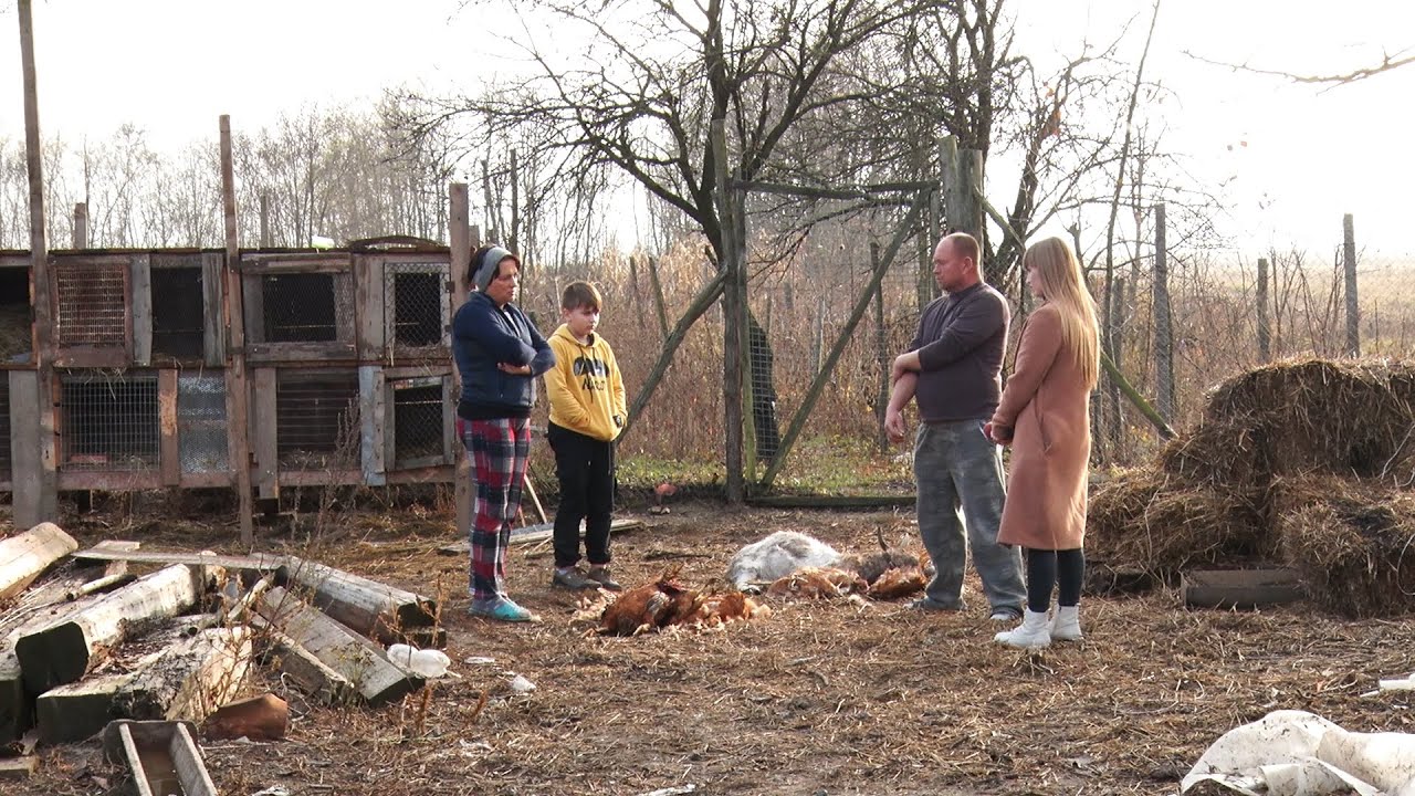 Повернення чупакабри: невідома істота жорстоко розправилась із худобою на Берегівщині
