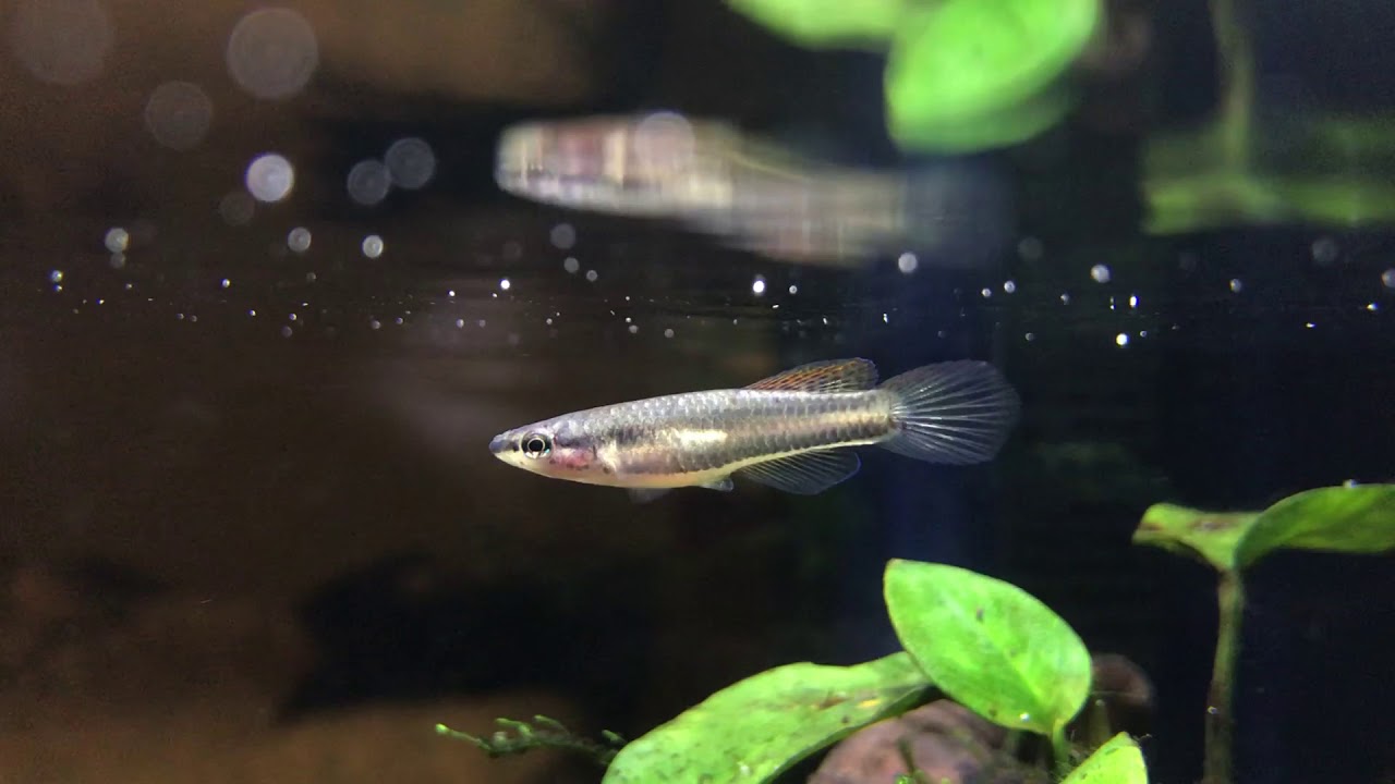 Aphyosemion bivittatum “Lagos” (female)