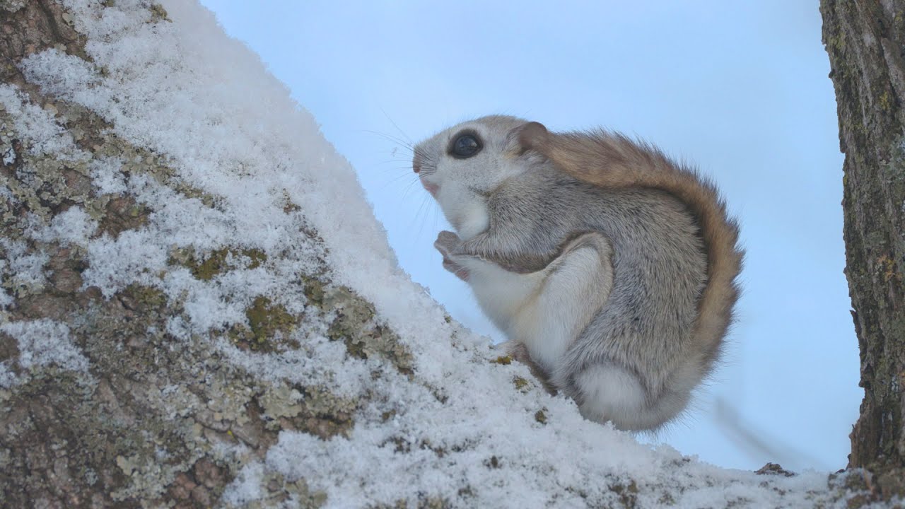 エゾモモンガ  雪のひと口に春がきた