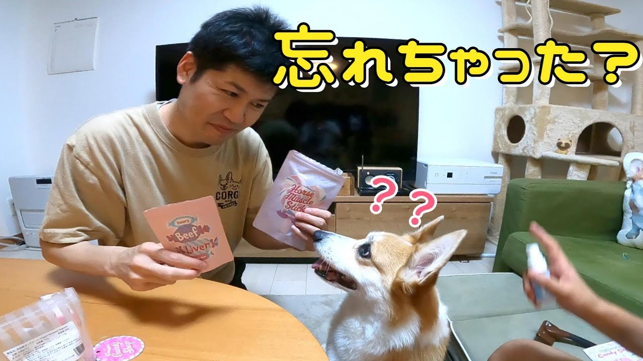 久しぶりのパパを見る目が変わってしまったコーギー