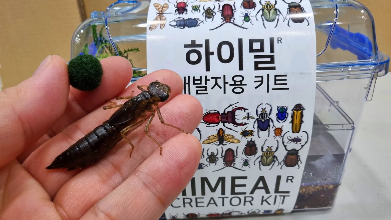 마리모와 잠자리를 함께 키워보자!