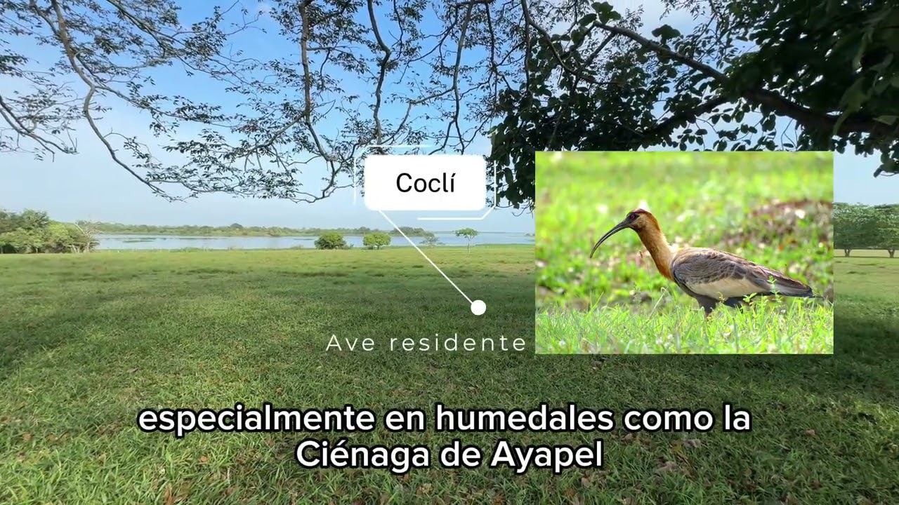 Ayapel Córdoba Territorio RAMSAR