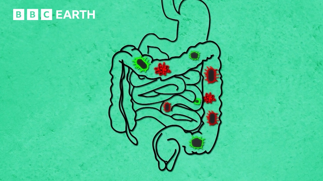 The Science of Food and Your Body | BBC Earth Science | BBC Studios