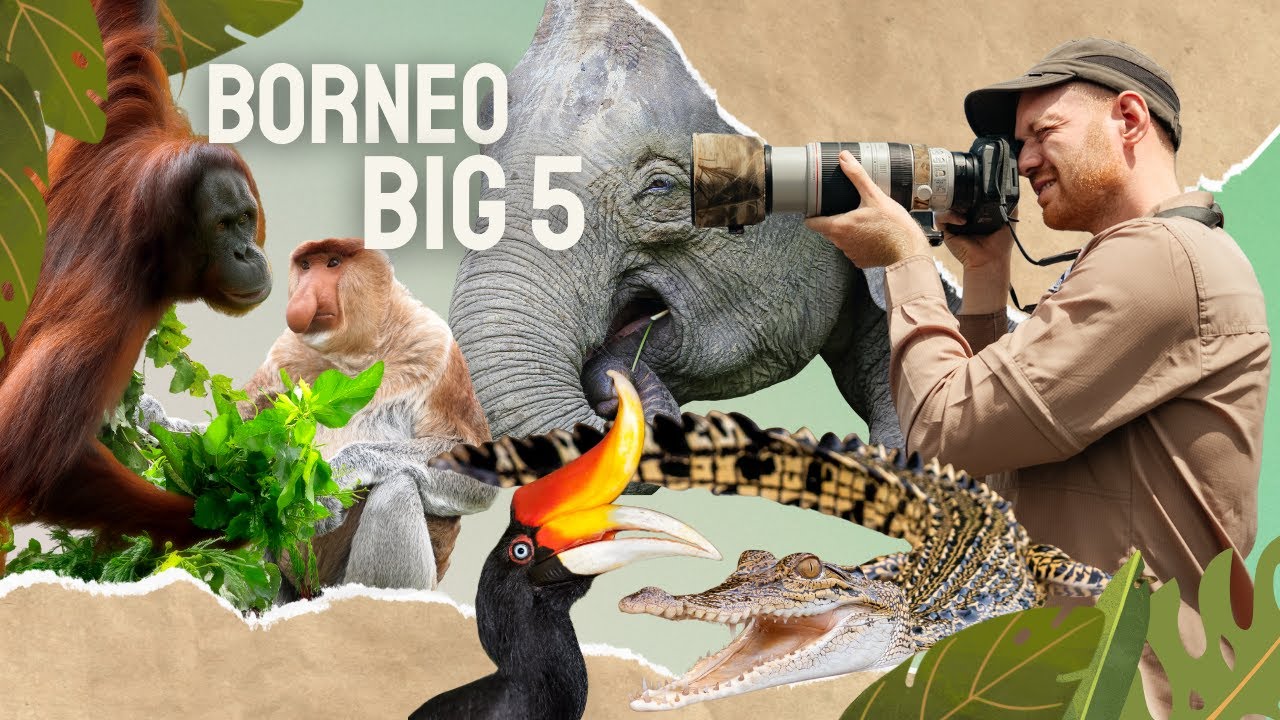 Auf der Suche nach Borneos Big 5 – Flussabenteuer am Kinabatangan, Malaysia