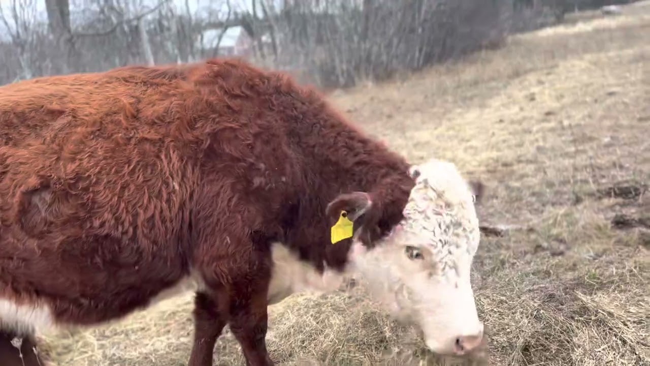 Regenerative beef farming in Nova Scotia