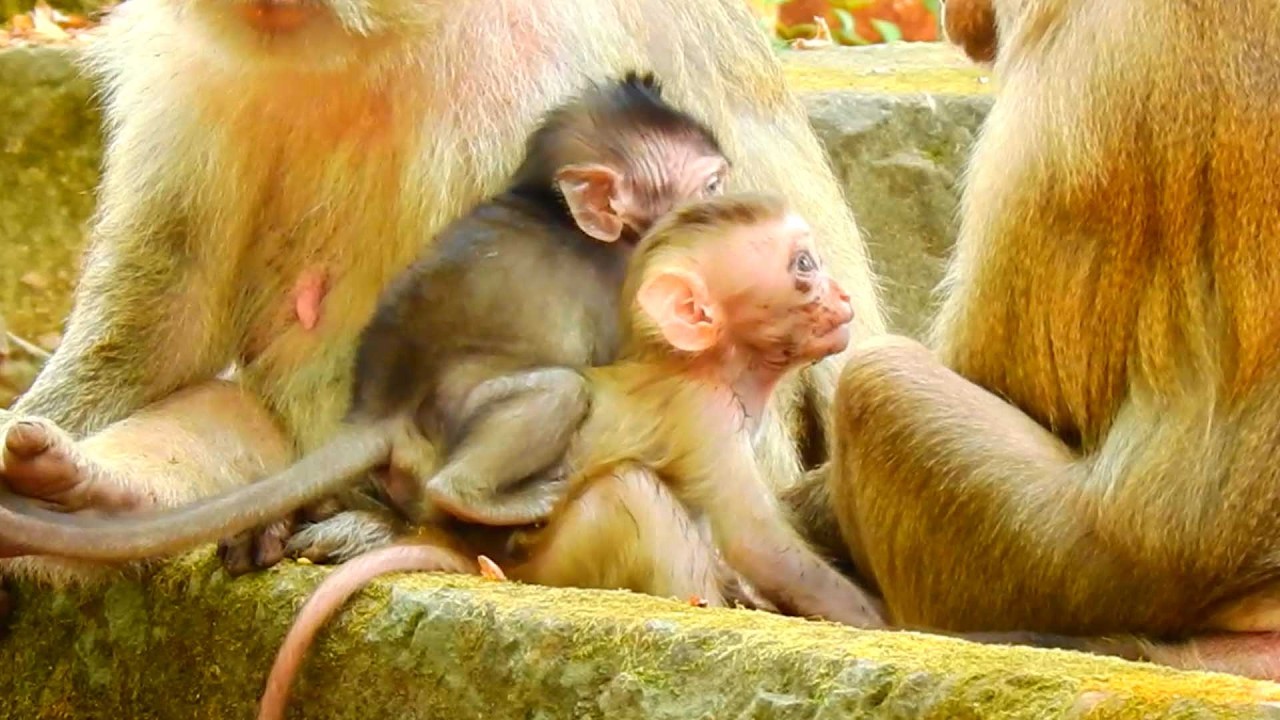 Love Gorgeous baby, Grandma Teresa observes Brianna caring baby