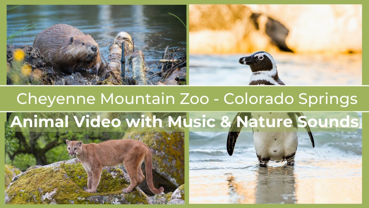 Cheyenne Mountain Zoo Animals 🦒 🦥  With Relaxing Music and Nature Sounds | Colorado Springs, CO