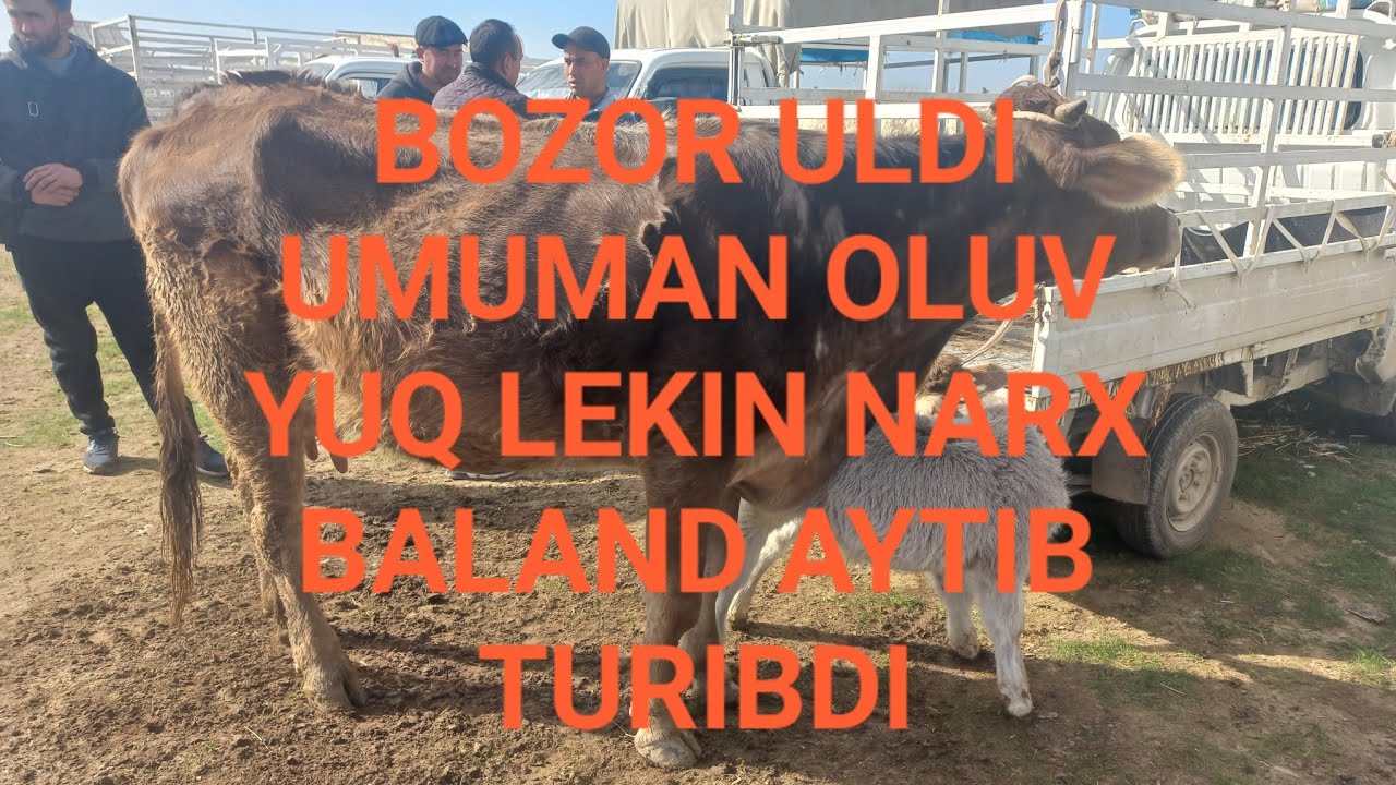 KITOB MAKRID MOL BOZORI