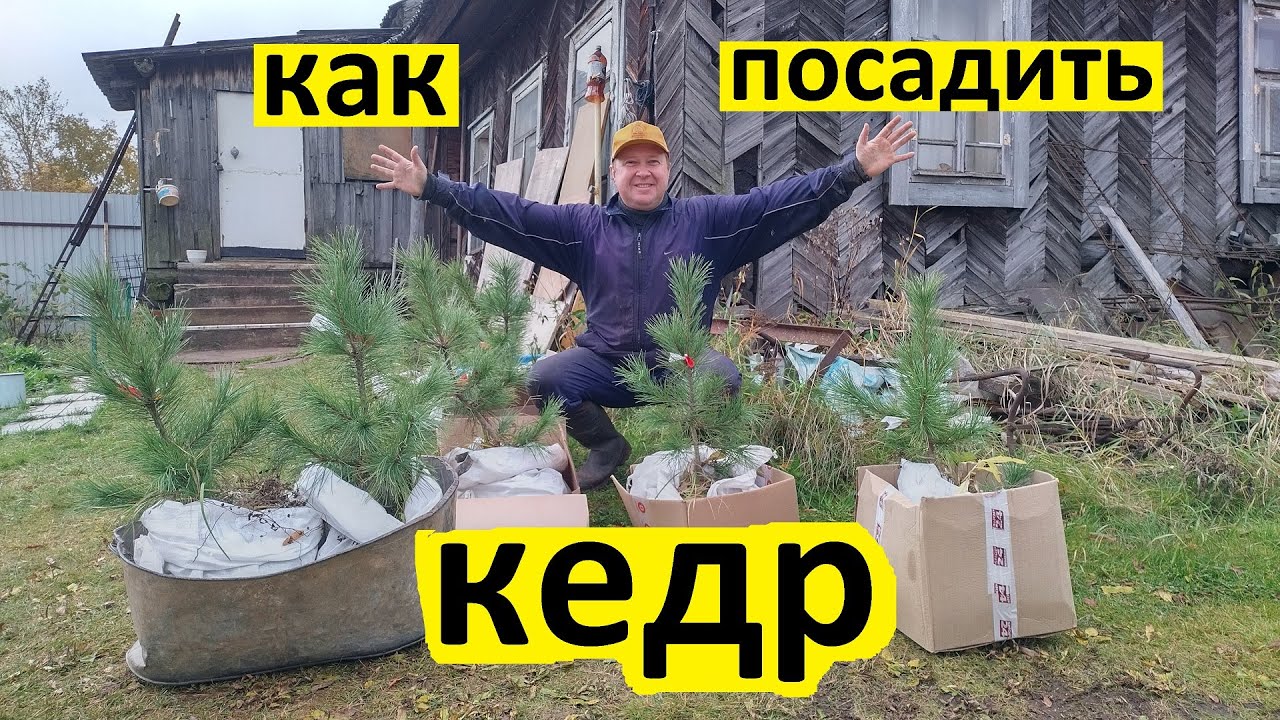 Как посадить кедр. Как посадить сосну сибирскую кедровую или сибирский кедр на тропу здоровья.