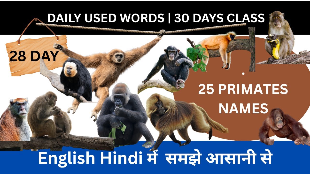Daily used word 28 day | 25  Primates Names in English and Hindi | Monkey Family Names for Kids 🐵🐒🐒