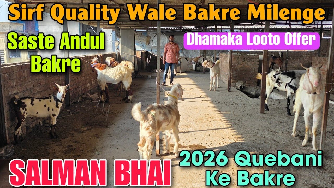 Sirf Quality Wale Andul Bakre At SALMAN BHAI | Dhamaka Looto Offer Qurbani Goats In Kalyan 