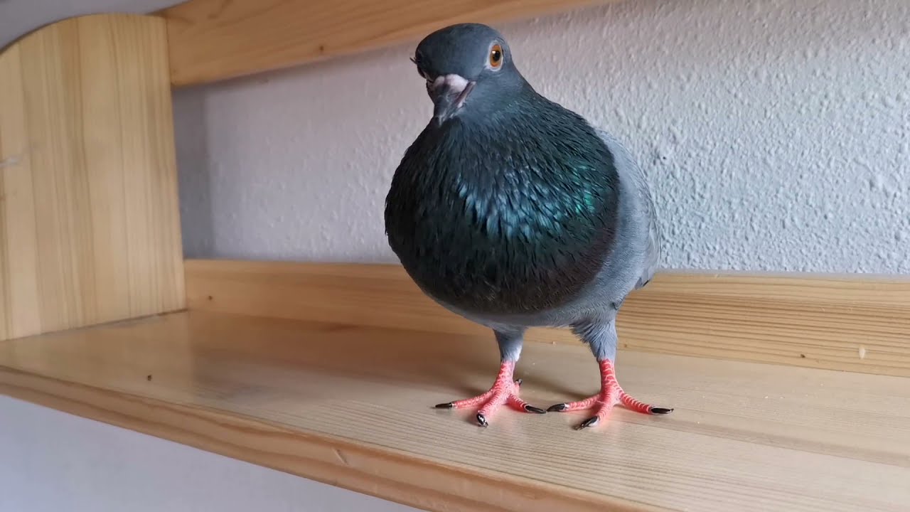 Pigeon Crying Cooing Sound
