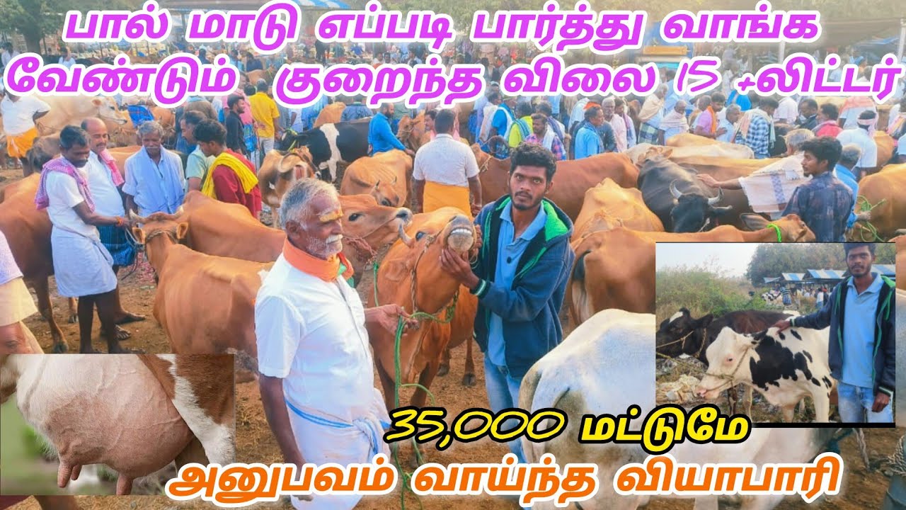 விவசாயி தகுந்த 15லிட்டர் கறவை மாடு விற்பனை சின்ன திருப்பதி காரவள்ளி #cow #agriculture #bull #animals