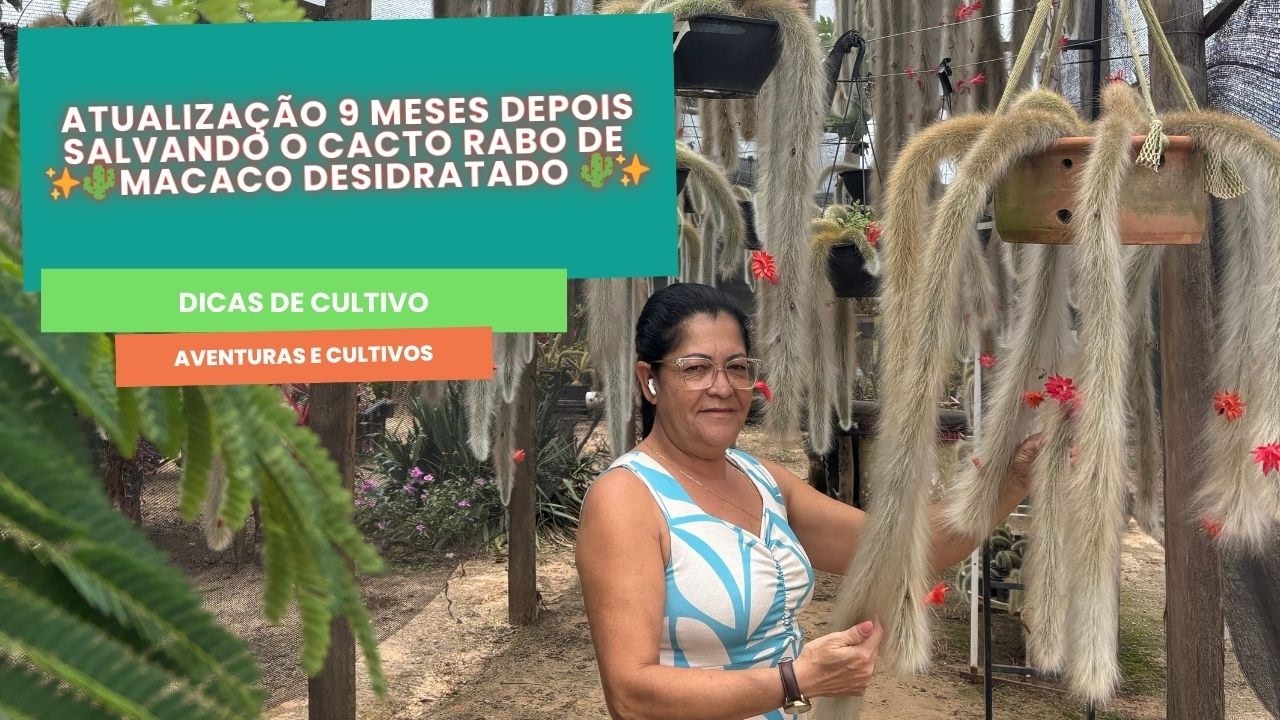Atualização 9 Meses Depois – Salvando o Cacto Rabo de Macaco Desidratado 🌵✨