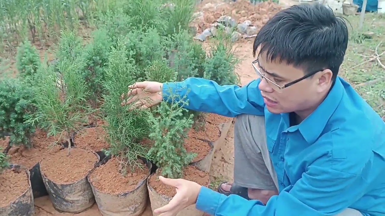 Kinh Nghiệm Nhận Biết Cây Hoàng Đàn Tuyết Lạng Sơn | 0764 456 123