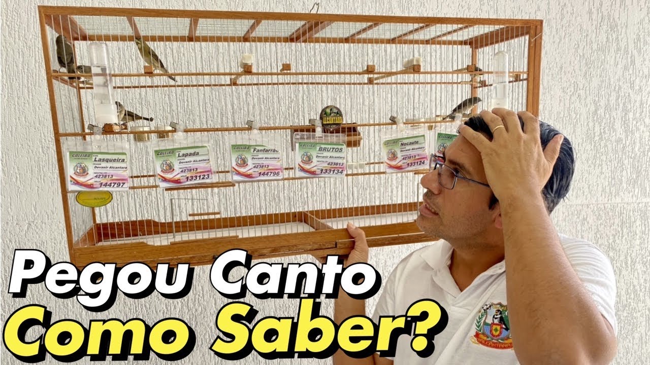 COMO SABER SE MEU COLEIRO PARDO PEGOU CANTO TUI-TUÍ