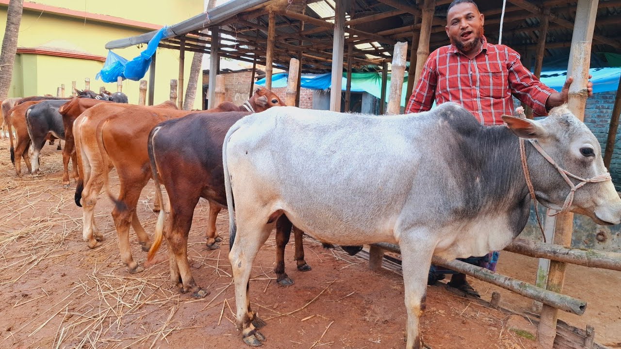 @আজ ৩/২/২৬ | প্রচুর চাহিদা সম্পন্ন মাঝারি সাইজের ষাঁড় গরুর প্যাকেজ | দিনাজপুর 