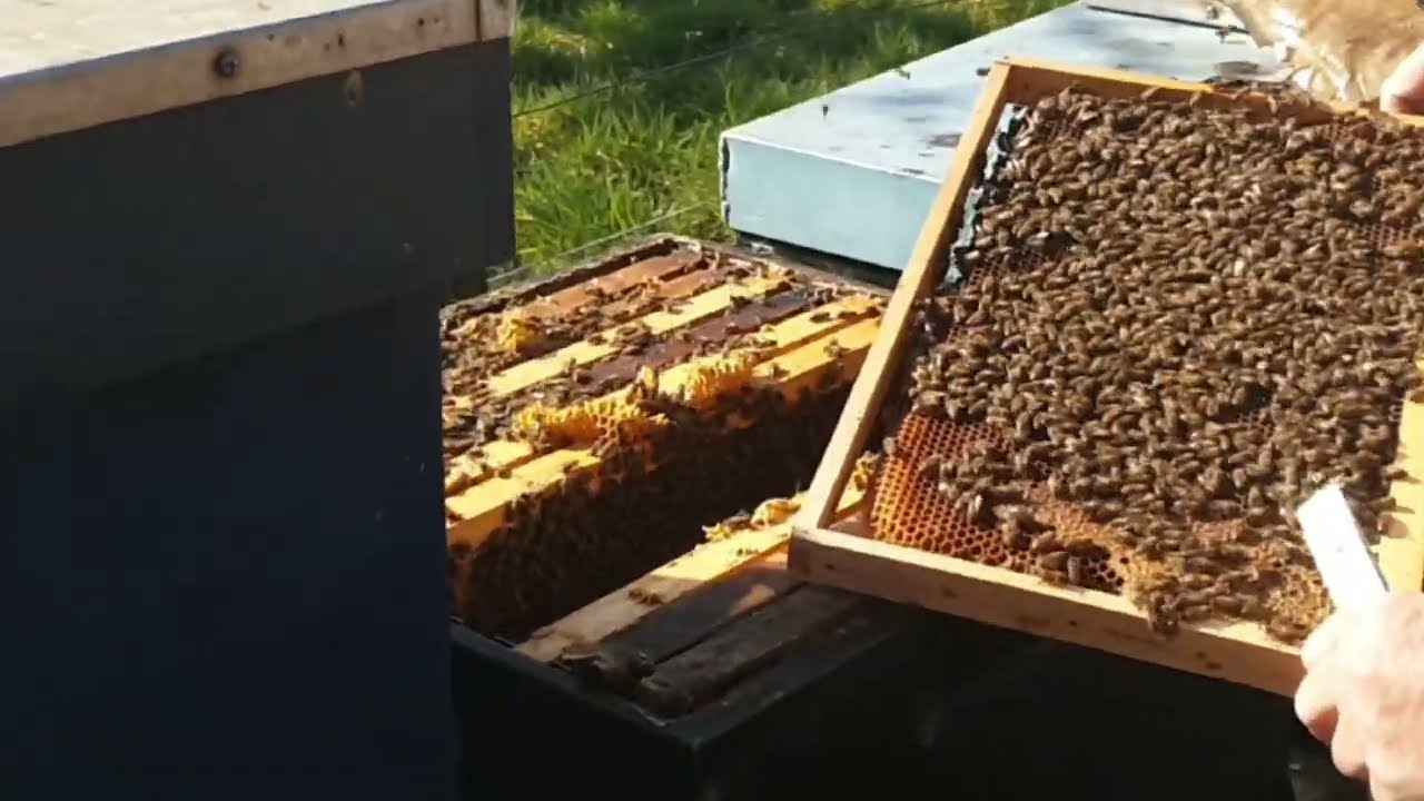 FritsEllen Camperreizen: Imker komt op bezoek bij camperplaats de Kolke in Voorst.