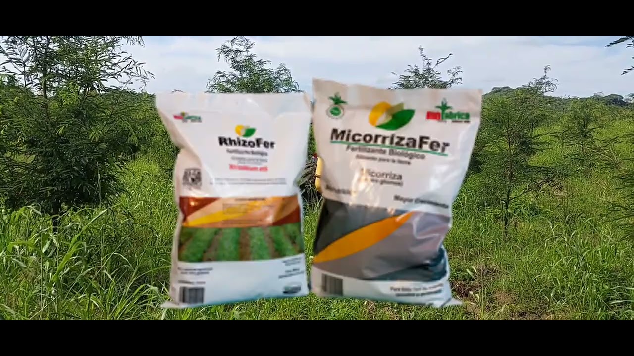 Biofertilización cultivo de tamarindo (micorrizas y rhizobium etli)- Parte 1