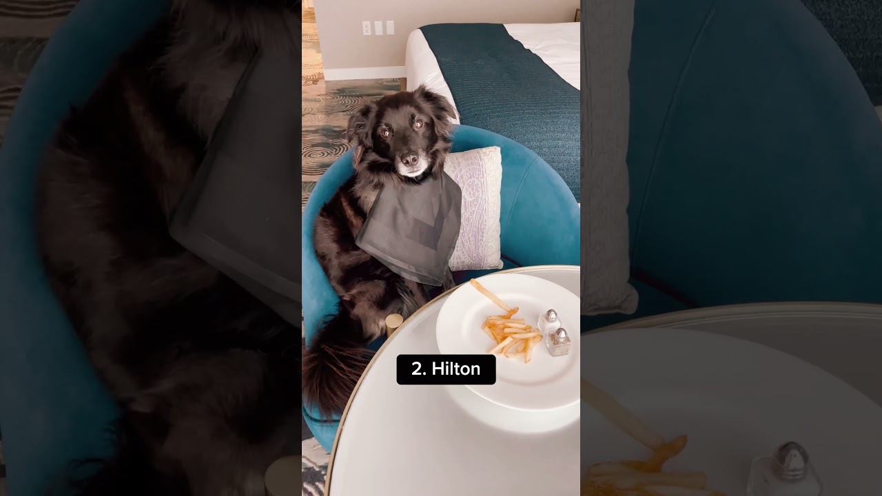 Most Dog Friendly Hotel Chains 