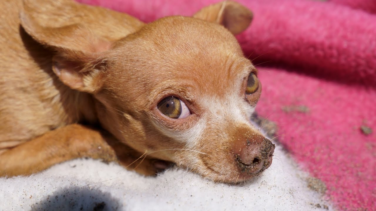 Formerly Abused Rescue Chihuahua Dog Porter Laying on the Beach Appreciating life with his dad.