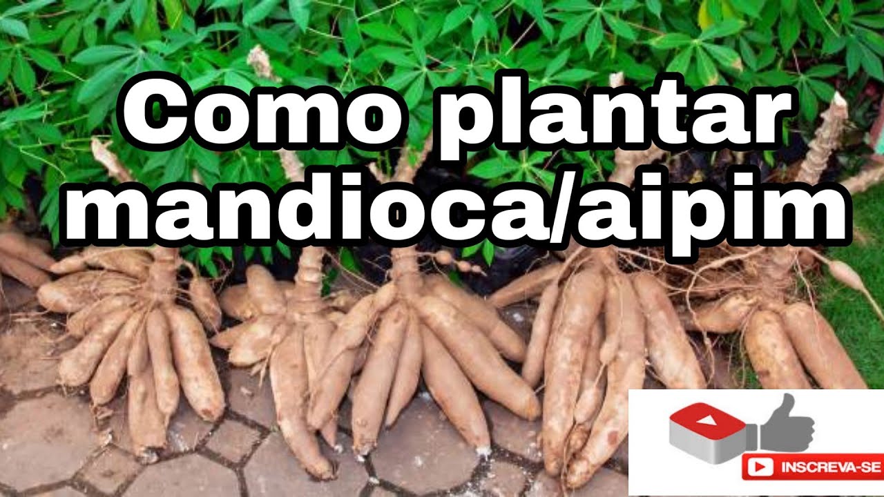 Como plantar aipim/mandioca de forma f&aacute;cil