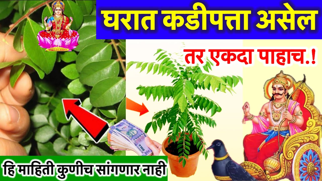 घरात कडीपत्ता असेल तर एकदा पाहाच.!🌷🙏🏻