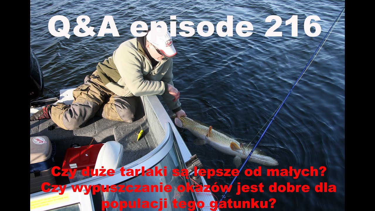 Q&A odcinek 216 - Czy duże tarlaki są cenne dla populacji?
