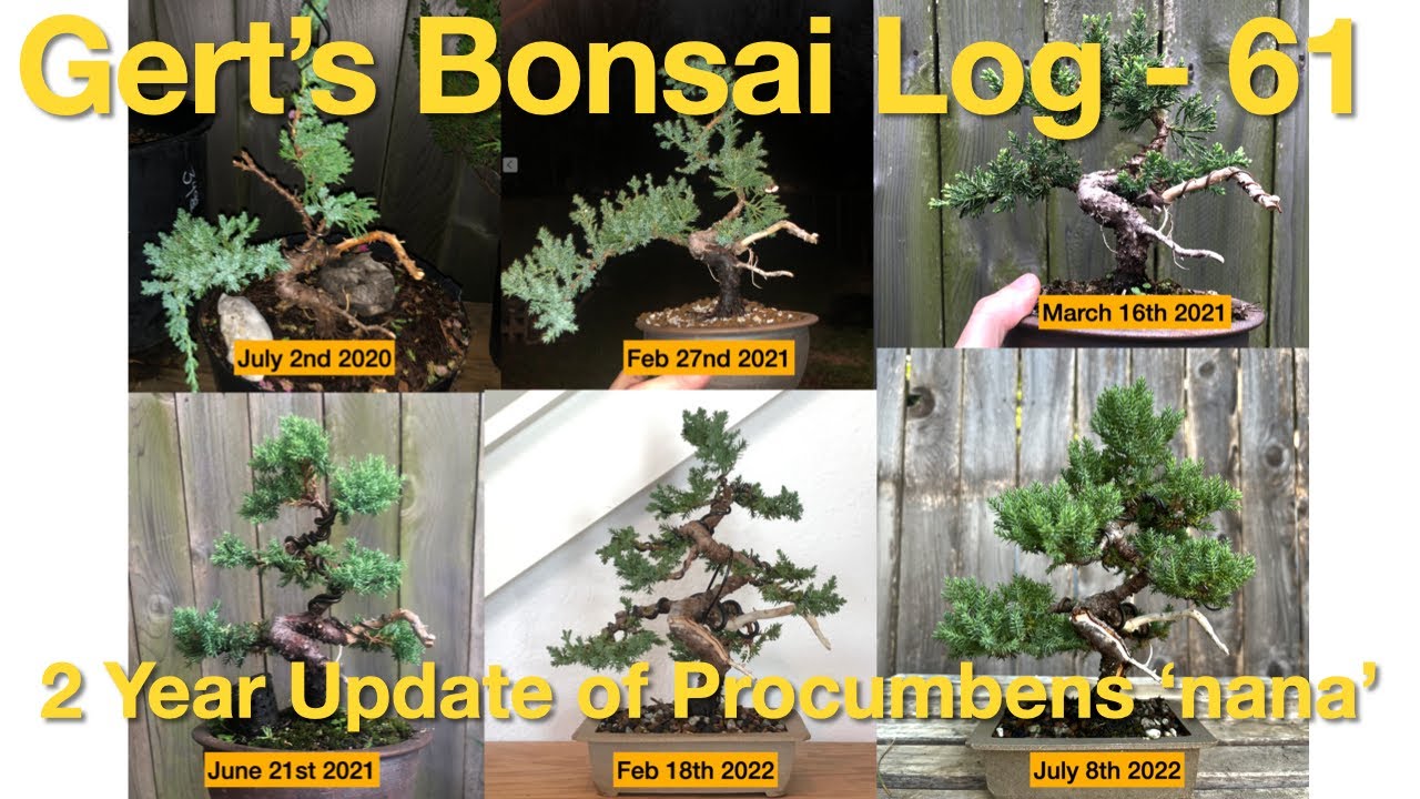 Bonsai Log - 61 - 2 Year Update of Procumbens Nana Juniper