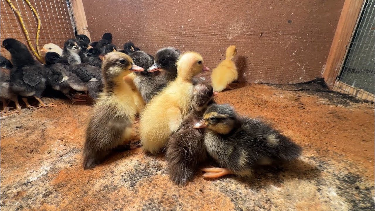 انتاج البط 🦆والدجاج 🐓🐥