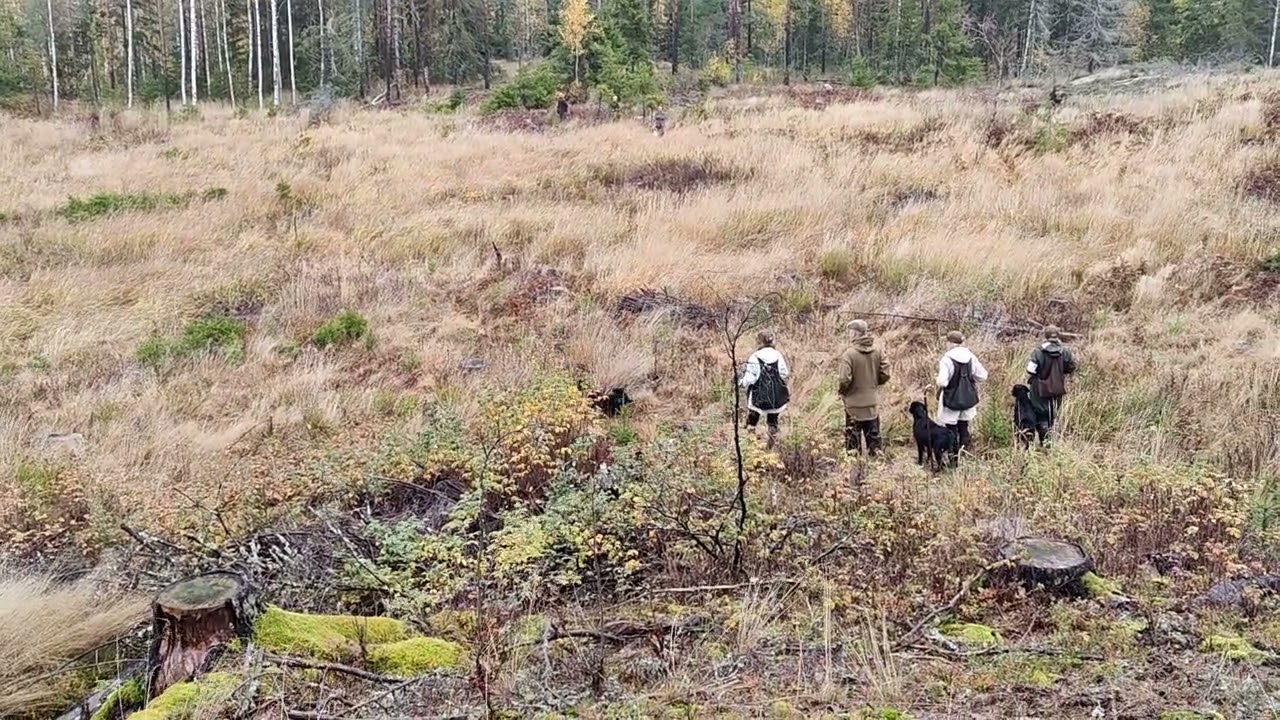 Sweden 3 Nordic Flatcoated Retriever Championship 2022