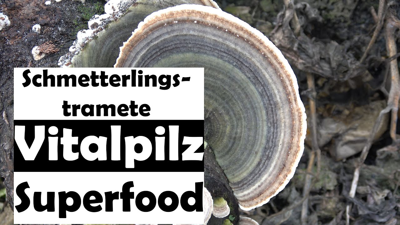 Schmetterlingstramete - Vitalpilz!