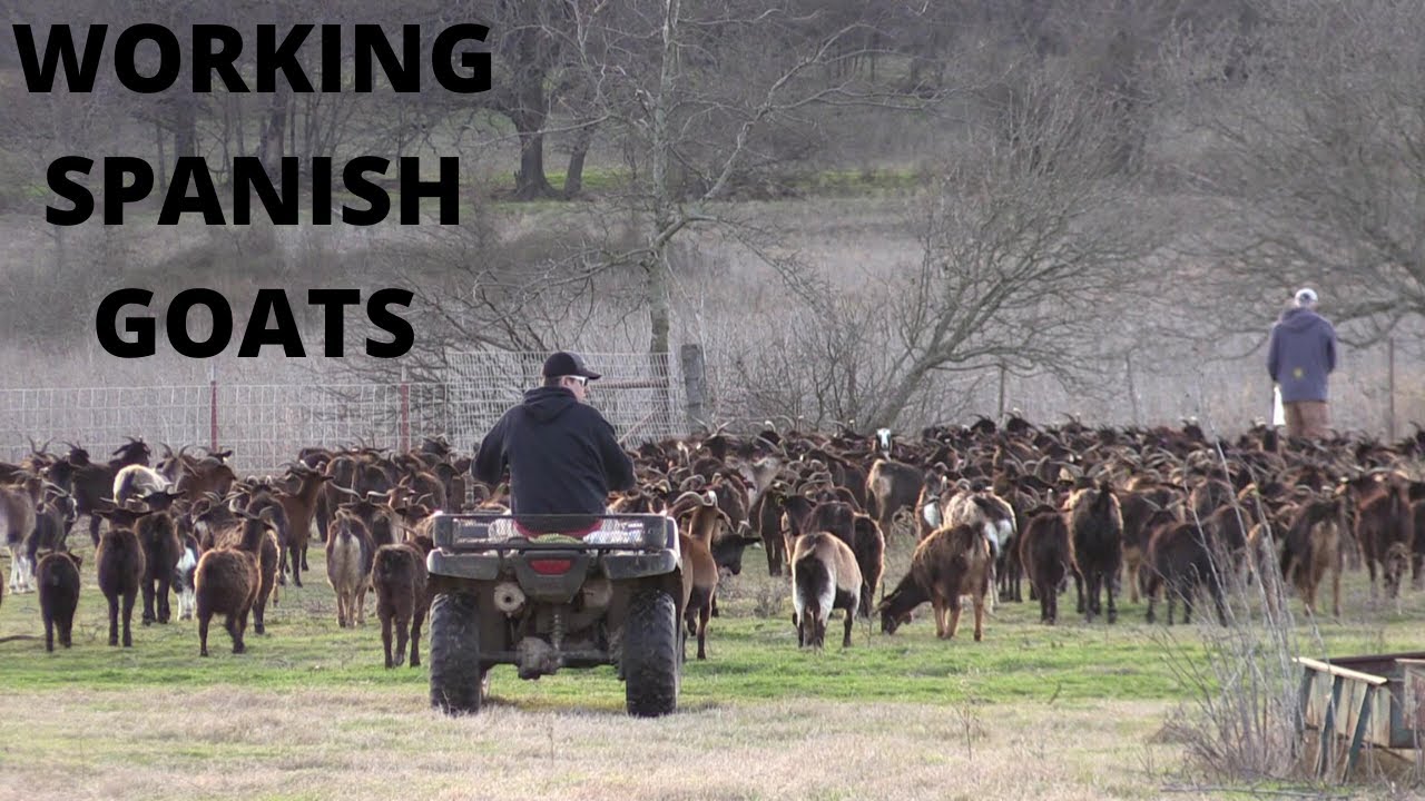 Working Spanish Goats