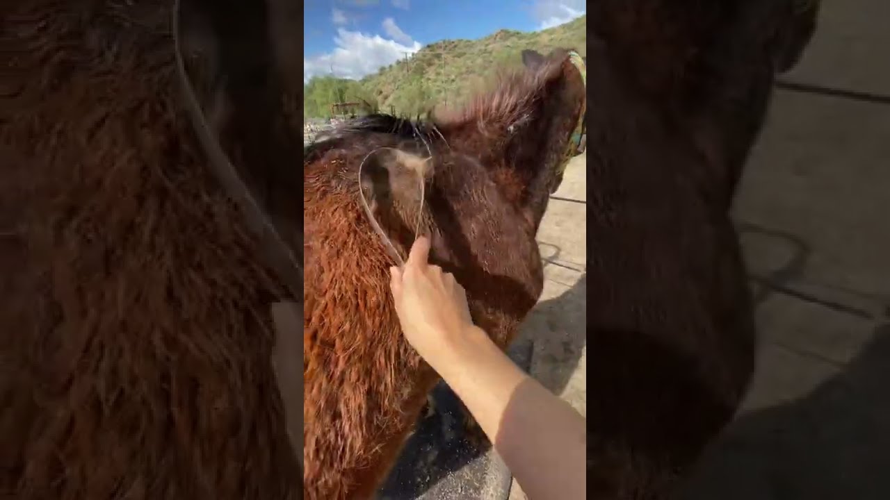 SUPER HORSE GROOM | Very Relaxing and Satisfying! | Horse Shedding Feels GOOOOD!