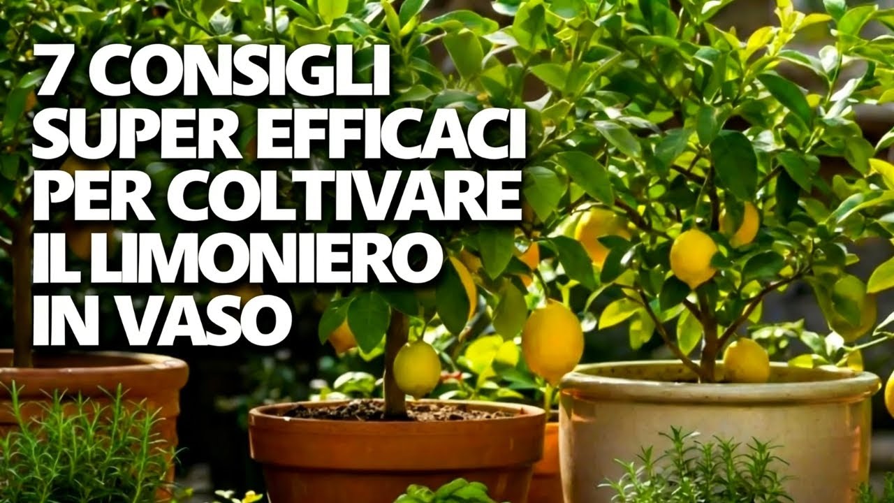7 trucchi pazzeschi: tonnellate di limoni in vaso | Consigli per gli agrumi