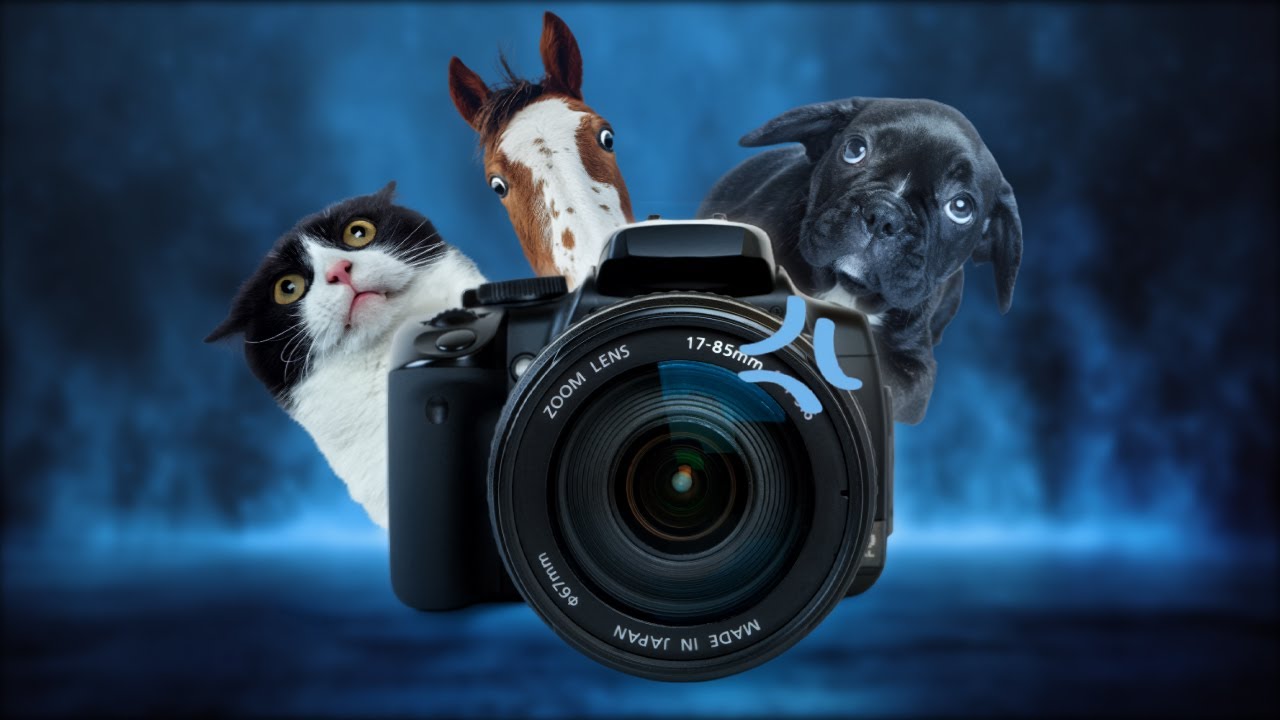 Chat, chien, cheval : si tu les photographies pareil… tu te plantes