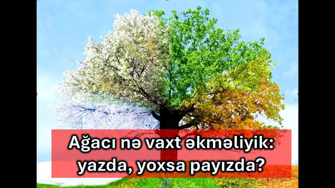 Ağac Payızda əkmək daha d&uuml;zg&uuml;nd&uuml;r yoxsa Yazda?