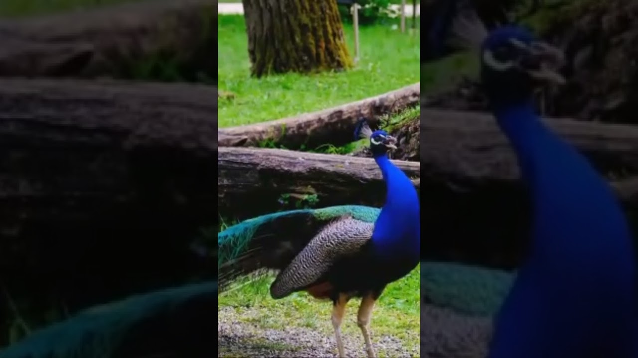 Loud Peacock. #nature #peacock #nature #beauty #forest #naturesounds #greenerearth #capturedmoments