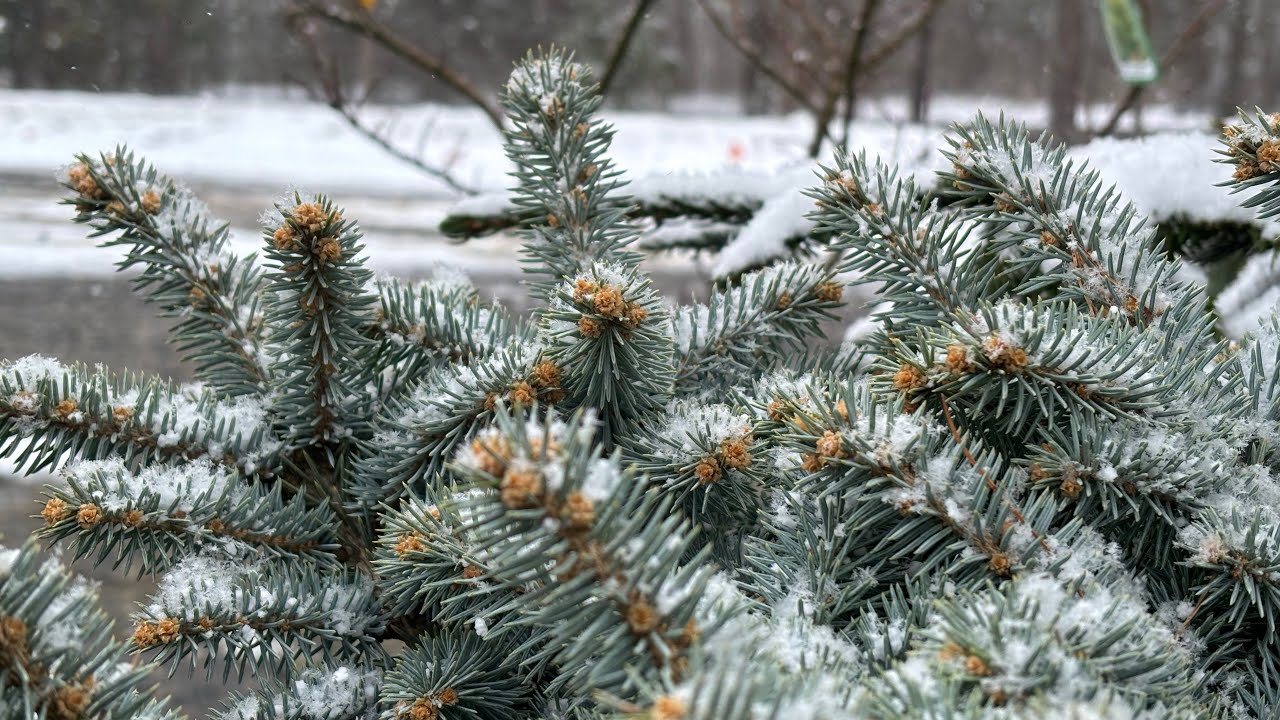 Carolina Conifers Nursery Walkthrough In The Snow 