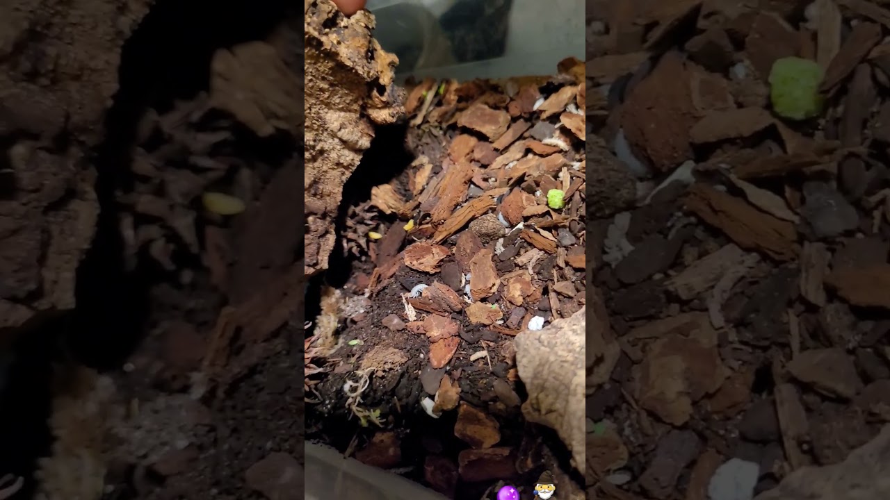 anyone ever see white pill bugs? 