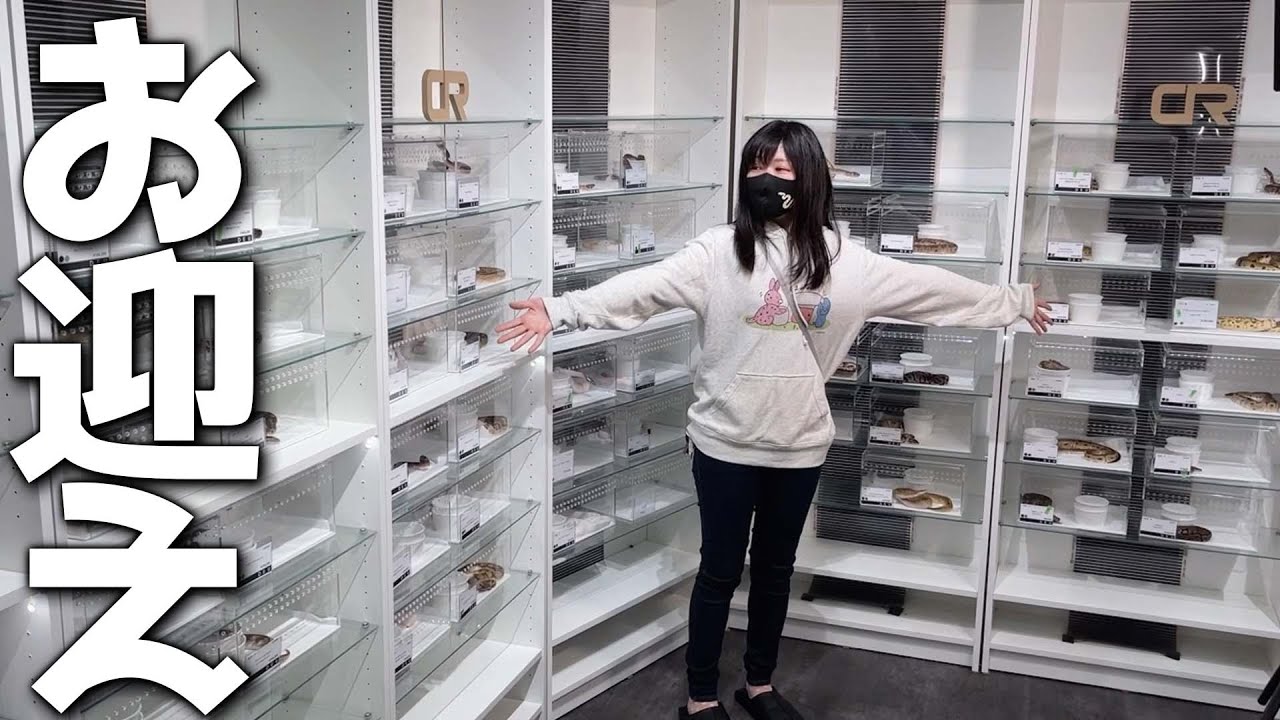 爬虫類専門店で憧れの生き物をお迎えしてお家のセッティングをします！